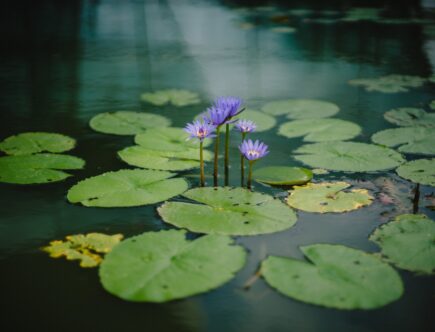 Beneficial Bacteria Treatment For Pond