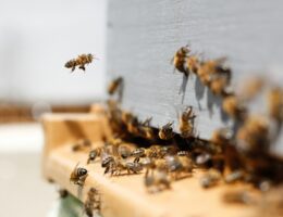 How to Choose the Right Bee Removal Service for Your Needs